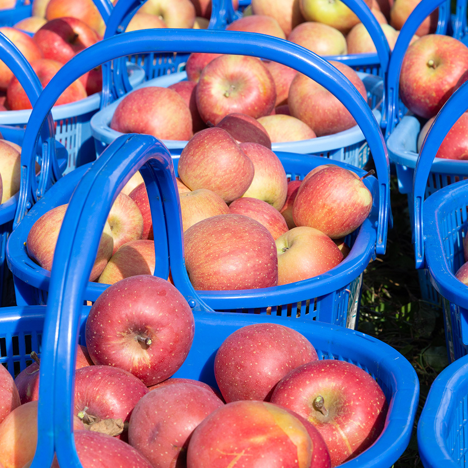 青森県 林檎けんぴ(2袋セット) | 飛鳥クルーズ オンラインショップ【公式】