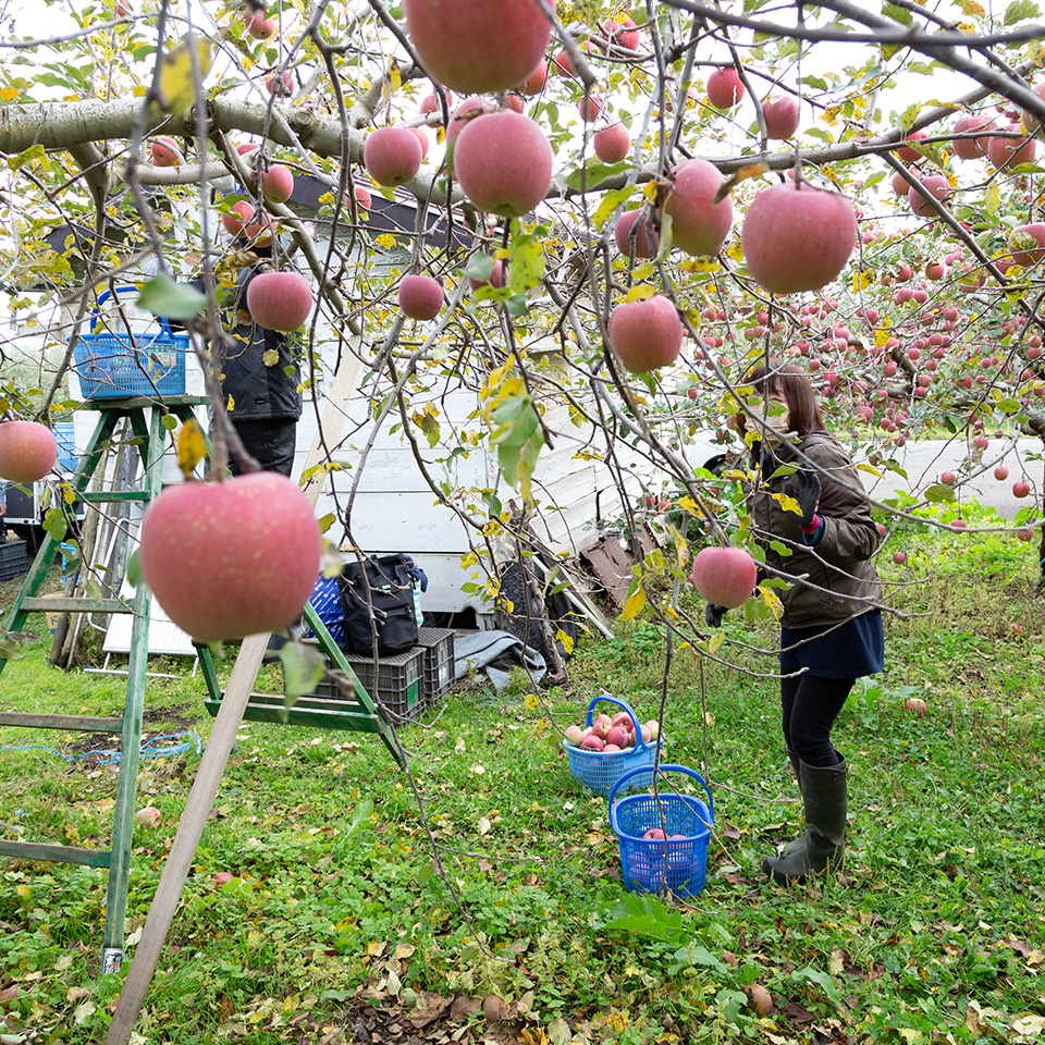 赤林檎ページ 青森りんご定期便 4.5kg 12回コース | 産地直送通販 | 青森りんご
